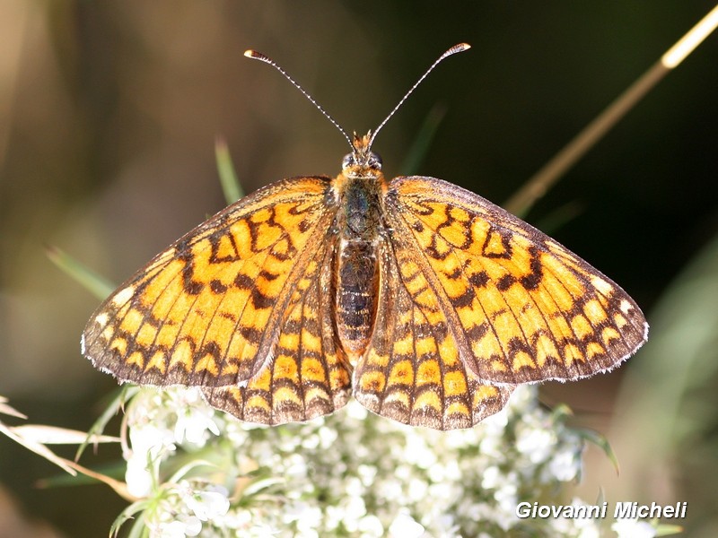 Melitaea phoebe, Melitaea didyma, Issoria lathonia